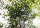 杭州桂花第一次当行道树国庆可享受满路花香