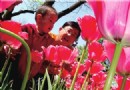 北京中山公园郁金香展开幕稀有品种首次亮相