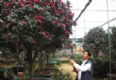 陈村吴国恩：“痴”花３０载摘国际花展银奖