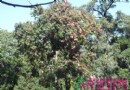 云南大理：世界园林之母 古树茶花资源丰富