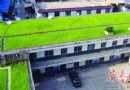 临沂67家单位签责任状屋顶种青草好看又环保