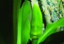 奇闻：花长鼻子和眼的“人脸”还通“人性”