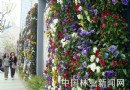 五彩缤纷的鲜花墙  热烈装点春天的上海街头