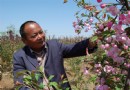平邑花卉专业合作社 嫁接“洋花”获得成功