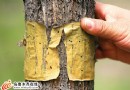 乌鲁木齐市鲤鱼山公园虫害肆虐 榆树满身眼