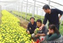 山东：园艺中心见习大学生成为花农“香饽饽”
