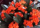 君子兰花竞相开放——花开300余朵 实属罕见