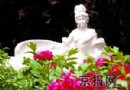 骄阳五月：京华处处赏牡丹 牡丹花开动京城