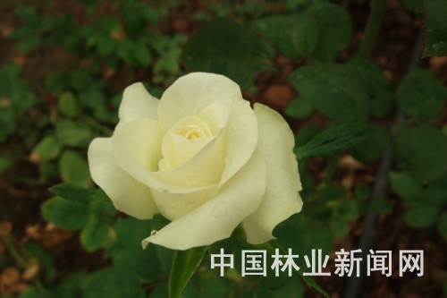 云南丽都最新培育出3个玫瑰新品种通过初审