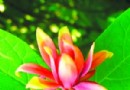奇怪奇怪真奇怪！大夏天的蜡梅花儿怎么开了