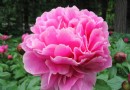 2009中国芍药节暨扬州芍药节闭幕3.5万人赏花