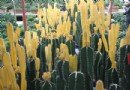 “网上看河南”记者参观“花都”鄢陵花木园