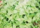 辽宁大连发现四五十种外来植物本地植物遭殃