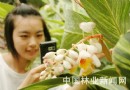 北京世界花卉大观园——印度艳山姜提前开花