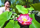 北京：莲花池盛开今夏第一朵荷花“红舞妃”