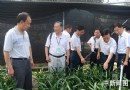 广东翁源农民种植兰花人均年纯收入接近万元