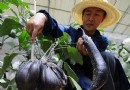 神七搭载蔬菜种子获有益变异  茄子貌似鸡蛋
