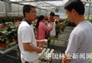 山东：东方花卉公司红掌组培取得突破性进展