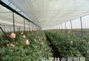 云南花农合作经济组织发展进入二次升级时代
