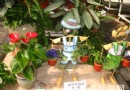 超级市场方式经营花卉首家园艺生活超市探秘