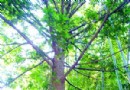 长沙晚报：湖南最大南方红豆杉群落现浏阳
