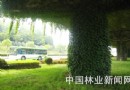 南京高架桥“穿”上绿色清凉装 为行人解暑