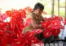 景洪大力发展热带花卉将鲜切花发往国际市场