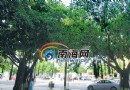 三亚该不该移植榕树改种酸豆? 征集网友建议