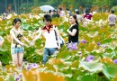 亚洲最大荷花展在武汉东湖盛装亮相 迎宾客