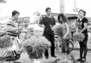 专家提醒：驱蚊草市场走俏 居民购买需谨慎