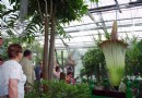 法国植物园展出世界上最大而且最臭的“尸花”