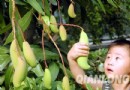 北京世界花卉大观园芒果飘香 最大长达8公分