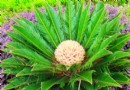 长沙：4株铁树齐开花 雌雄铁树竞相比拼开放