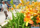 青岛市民：百合种路边？园林部门：那是萱草