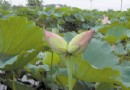 八旬老伯种荷花 连续8年盛放并蒂莲引人入胜