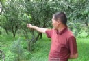 昆明国有林场遭疯狂顺手牵果一次偷摘上百斤