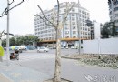 武汉街头绿化树好看不遮阴 众多主干道缺荫
