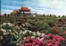 洛阳神州牡丹园——花开“神州”满城迎宾客