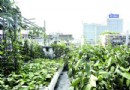 楼顶种菜造就“空中菜园” 有人叫好有人烦