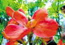 上海：“迎世博都市森林夏令花草展”开幕