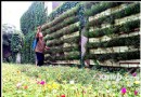 西安——六旬老人 家中万株太阳花搬上院墙