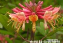 新品推荐：开红花优美花灌木 ——红花忍冬