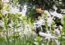 温州：“花境植物”逐渐成为城市的新景致