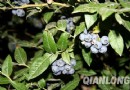 首家蓝莓科技示范基地在北京朝阳落户安家