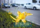 郑州中原西路黄花不是黄花菜有毒性市民勿采