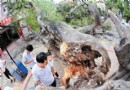 厦门：182岁“高龄”的大榕树  被白蚁啃断