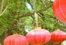 洛阳：一颗千年古槐长新绿 五个人才能抱住