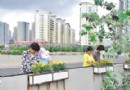 青岛：崂山打造花园城区 立交桥挂花箱增容