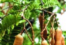 热带植物——酸角的生物学特征及其栽培方法