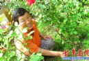 坚强老人——老太太身患癌症 坚持认养花坛